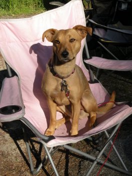 A dog with pet health insurance sits in a camping chair, wearing a leash.